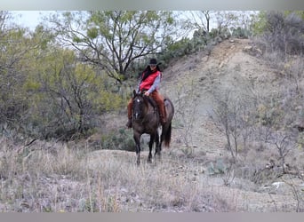 American Quarter Horse, Gelding, 11 years, 15,2 hh, Grullo