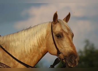 American Quarter Horse, Gelding, 11 years, 15.2 hh, Palomino