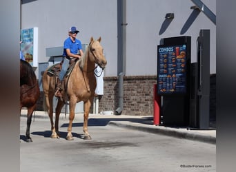 American Quarter Horse, Gelding, 11 years, 15,2 hh, Palomino