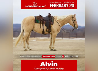 American Quarter Horse, Gelding, 11 years, 15.2 hh, Palomino