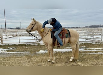American Quarter Horse, Gelding, 11 years, 15.2 hh, Palomino