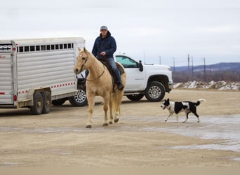 American Quarter Horse, Gelding, 11 years, 15.2 hh, Palomino