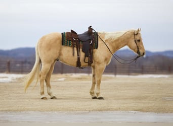 American Quarter Horse, Gelding, 11 years, 15.2 hh, Palomino