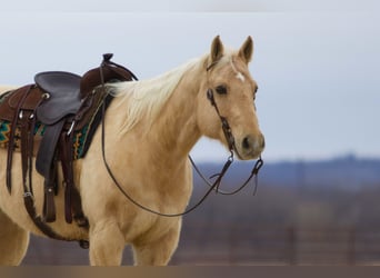 American Quarter Horse, Gelding, 11 years, 15.2 hh, Palomino
