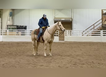 American Quarter Horse, Gelding, 11 years, 15.2 hh, Palomino