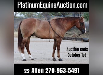 American Quarter Horse, Gelding, 11 years, 15,2 hh, Red Dun