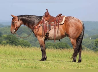 American Quarter Horse, Gelding, 11 years, 15.2 hh, Roan-Bay