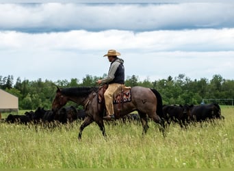 American Quarter Horse, Gelding, 11 years, 15.2 hh, Roan-Bay