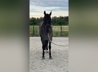 American Quarter Horse, Gelding, 11 years, 15,2 hh, Roan-Blue