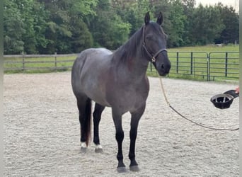 American Quarter Horse, Gelding, 11 years, 15,2 hh, Roan-Blue