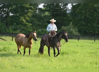 American Quarter Horse, Gelding, 11 years, 15,2 hh, Roan-Blue