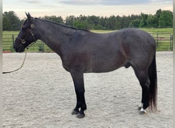 American Quarter Horse, Gelding, 11 years, 15,2 hh, Roan-Blue