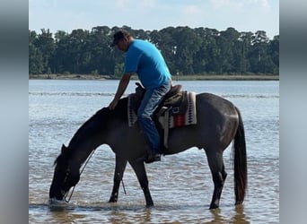 American Quarter Horse, Gelding, 11 years, 15,2 hh, Roan-Blue