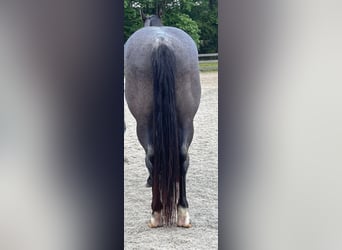 American Quarter Horse, Gelding, 11 years, 15,2 hh, Roan-Blue