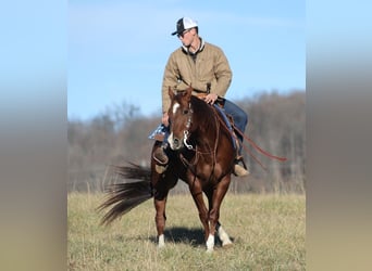 American Quarter Horse, Gelding, 11 years, 15.2 hh, Sorrel