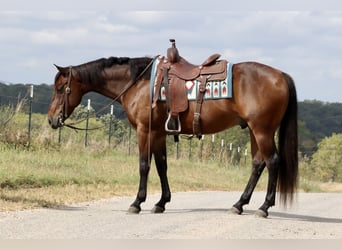 American Quarter Horse, Wallach, 11 Jahre, 15,3 hh, Rotbrauner