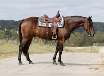 American Quarter Horse, Wallach, 11 Jahre, 15,3 hh, Rotbrauner