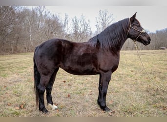 American Quarter Horse, Gelding, 11 years, 15.3 hh, Black