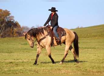 American Quarter Horse, Gelding, 11 years, 15,3 hh, Buckskin