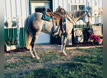 American Quarter Horse, Gelding, 11 years, 15.3 hh, Gray-Dapple