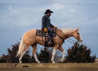 American Quarter Horse, Gelding, 11 years, 15.3 hh, Palomino