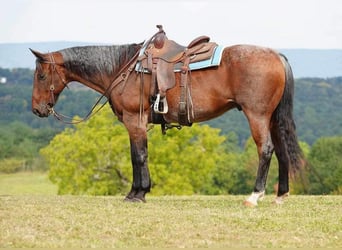 American Quarter Horse, Gelding, 11 years, 15.3 hh, Roan-Bay