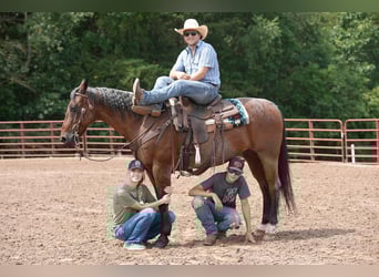 American Quarter Horse, Gelding, 11 years, 15.3 hh, Roan-Bay