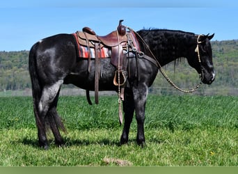 American Quarter Horse, Gelding, 11 years, 15.3 hh, Roan-Blue