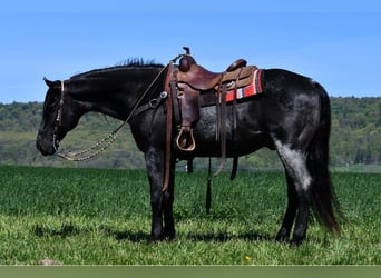 American Quarter Horse, Gelding, 11 years, 15.3 hh, Roan-Blue