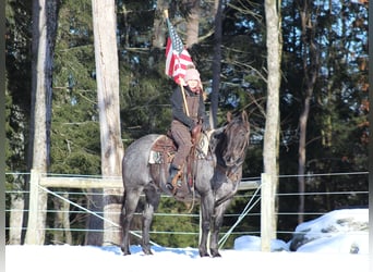 American Quarter Horse, Gelding, 11 years, 15,3 hh, Roan-Blue