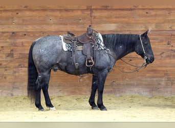 American Quarter Horse, Gelding, 11 years, 15,3 hh, Roan-Blue