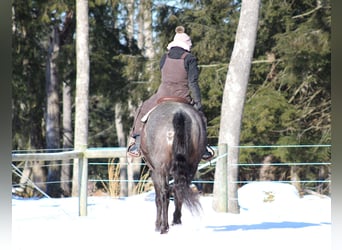 American Quarter Horse, Gelding, 11 years, 15,3 hh, Roan-Blue