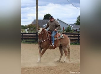 American Quarter Horse, Gelding, 11 years, 15,3 hh, Sorrel