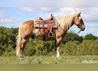 American Quarter Horse, Gelding, 11 years, 15,3 hh, Sorrel