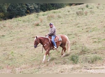 American Quarter Horse, Gelding, 11 years, 15,3 hh, Sorrel