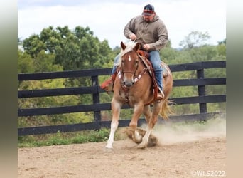 American Quarter Horse, Gelding, 11 years, 15,3 hh, Sorrel