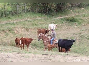 American Quarter Horse, Gelding, 11 years, 15,3 hh, Sorrel