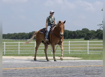 American Quarter Horse, Gelding, 11 years, 15.3 hh, Sorrel