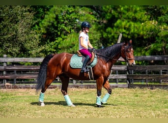 American Quarter Horse, Gelding, 11 years, 15 hh, Bay