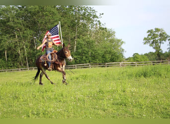 American Quarter Horse, Gelding, 11 years, 15 hh, Bay