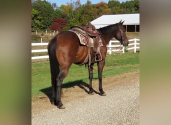 American Quarter Horse, Gelding, 11 years, 15 hh, Bay