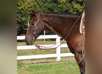 American Quarter Horse, Gelding, 11 years, 15 hh, Bay