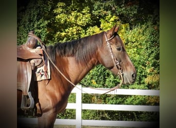 American Quarter Horse, Gelding, 11 years, 15 hh, Bay