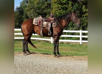 American Quarter Horse, Gelding, 11 years, 15 hh, Bay