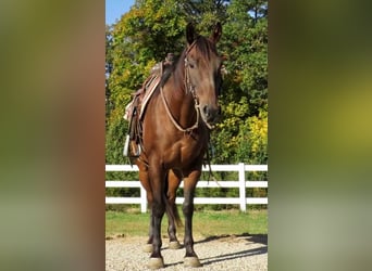 American Quarter Horse, Gelding, 11 years, 15 hh, Bay