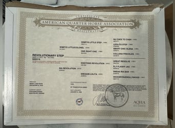 American Quarter Horse, Gelding, 11 years, 15 hh, Bay