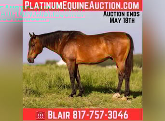 American Quarter Horse, Gelding, 11 years, 15 hh, Bay