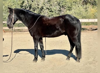 American Quarter Horse, Gelding, 11 years, 15 hh, Black