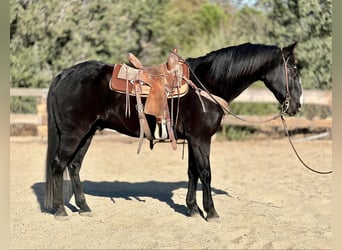 American Quarter Horse, Gelding, 11 years, 15 hh, Black