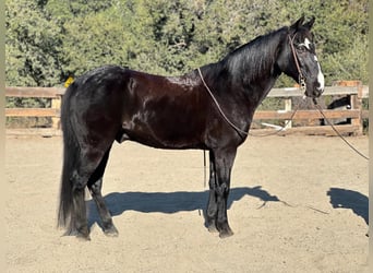 American Quarter Horse, Gelding, 11 years, 15 hh, Black